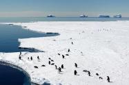 Pingüinos Emperador