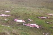 Vacas muertas