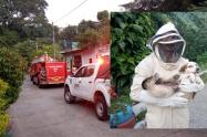 Ataque abejas en Honda