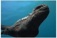 avistamiento de iguana marina que puede sumergirse hasta 30 metros