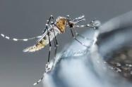 Aedes Aegypti, mosquito transmisor del dengue