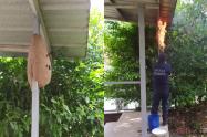 Bomberos Estación norte atendiendo emergencia con enjambre de avispas