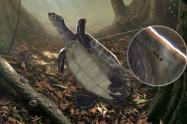 Fue descubierto el fósil más antiguo de las tortugas acuáticas nativas de Suramérica