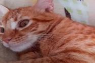 Habló madre del joven que asesinó a un gato en Ibagué