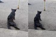Maltrato animal en Palocabildo