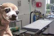 ¡Justicia! Sujeto se hizo pasar como veterinario y ahorcó a ‘Lulú en Ibagué