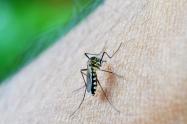 Dengue