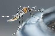 Aedes Aegypti, mosquito del dengue