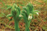 Pachygenium muyscarum u orquídea muisca