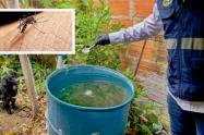 Proliferación del mosquito transmisor del dengue, Aedes Aegypti