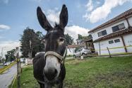 Burro criollo colombiano 