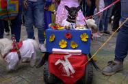 Desfile Sanpedrino de mascotas