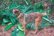 Perro Wilson