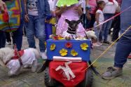Segundo Desfile Sampedrino de Mascotas en Ibagué
