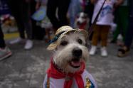 Mascotas fiestas