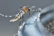 Aedes Aegypti, mosquito transmisor del dengue
