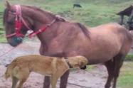 A dueño de pesebrera le dejaron cuidando un caballo y terminó aplicándole la eutanasia en Herveo