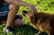 ¿Cómo los animales mejoran la salud mental de las personas? 