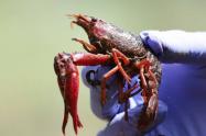 Langostilla Roja