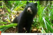 Oso de anteojos