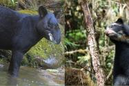 El sur del Huila será epicentro del VIII Festival Nacional de Oso y Danta de Montaña