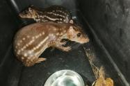 Animales silvestres Huila.