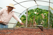 Cacao Algeciras, Huila