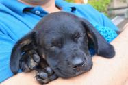 cachorro negro adpcion
