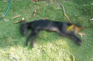 Muerte de perro en Alvarado