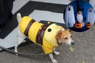 Recomendaciones al disfruzar perros o gatos en Halloween
