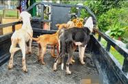 Perros en estado de desnutrición Fresno