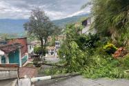 Árbol caído  