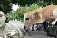 Sicariato Flandes perro herido
