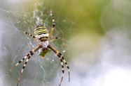 Alerta por posible invasión de peligrosa araña venenosa