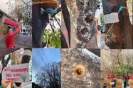 Arboles envenenados con glifosato en el centro de Neiva están recibiendo tratamiento