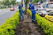 Jardines urbanos en la carrera Quinta