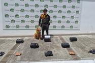¡Buena Perla! Canina de la Metib olfateó 43 kilogramos de marihuana en la terminal de Transportes de Ibagué