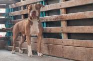 Perro Pitbull podría ser sacrificado 
