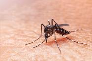 Dengue en Colombia 