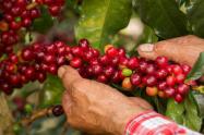 Café de Colombia - 2024