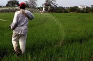Ante este panorama, los productores de Badillo evalúan sumarse al paro nacional arrocero.