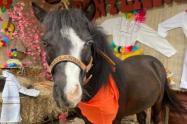 Ponylandia