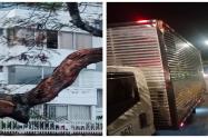 Árbol cayó sobre un camión Ibagué