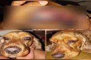 Denuncia maltrato animal Ibagué