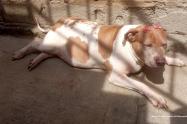 Perrita llamada "amiga"