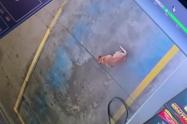Perrito Neiva