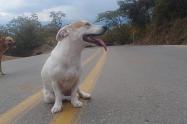 Perritos