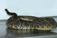 Serpiente Cascabel
