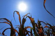 Tolima en alerta: altas temperaturas comienzan a afectar el agro