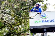 Corte árboles Infibagué